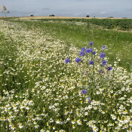 With Garden, Lessive